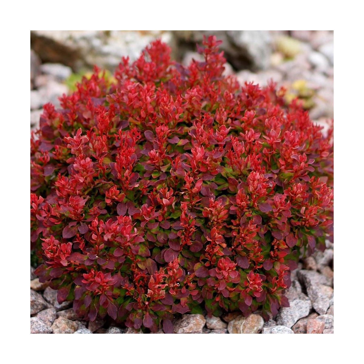 Epine-vinette rouge Lutin Rouge®, Berberis