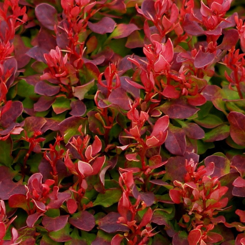 Epine-vinette rouge Lutin Rouge®, Berberis