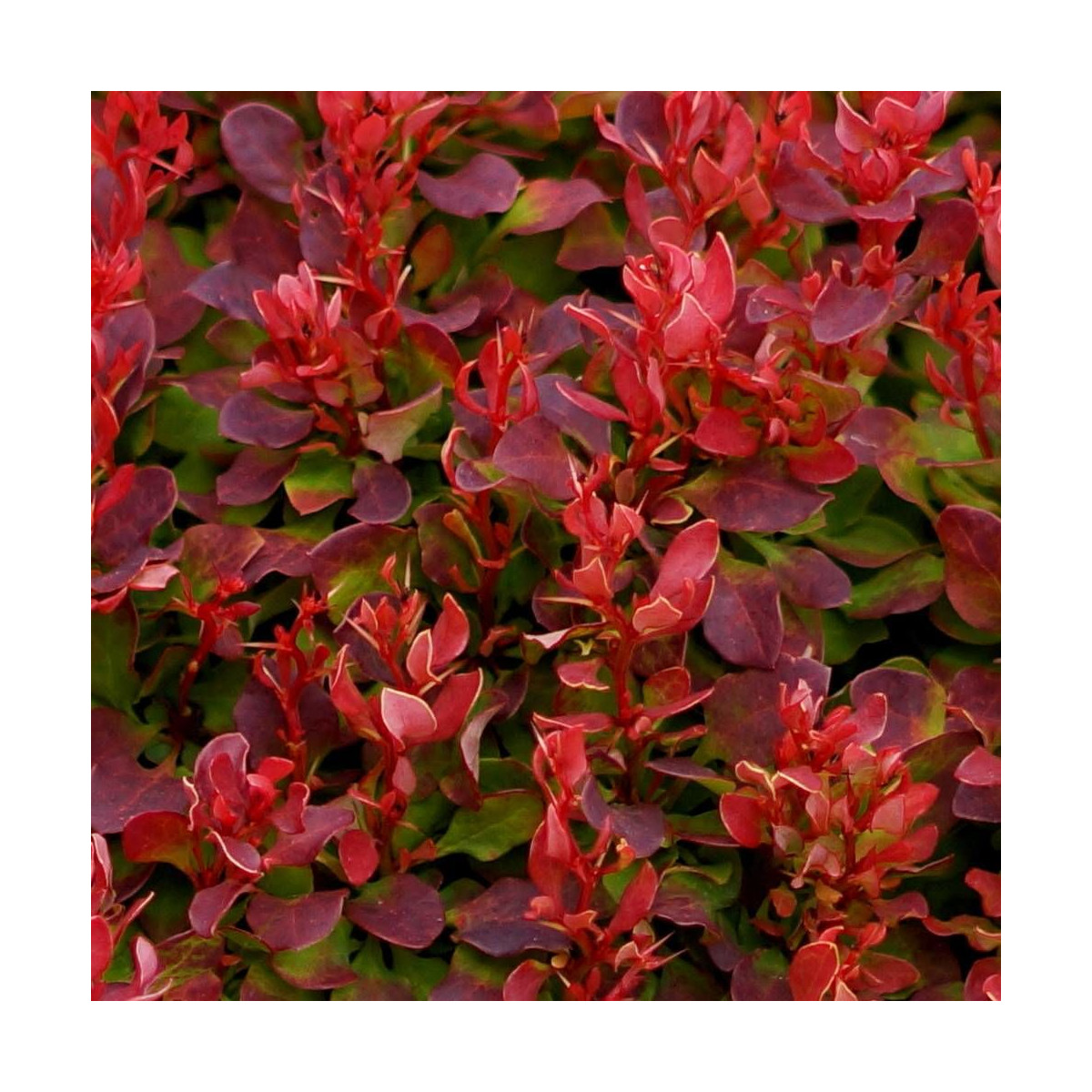 Epine-vinette rouge Lutin Rouge®, Berberis