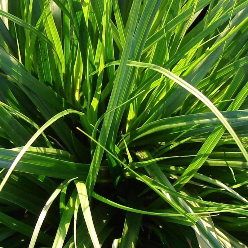 Laîche d'Oshima Evercolor® 'Everdi'