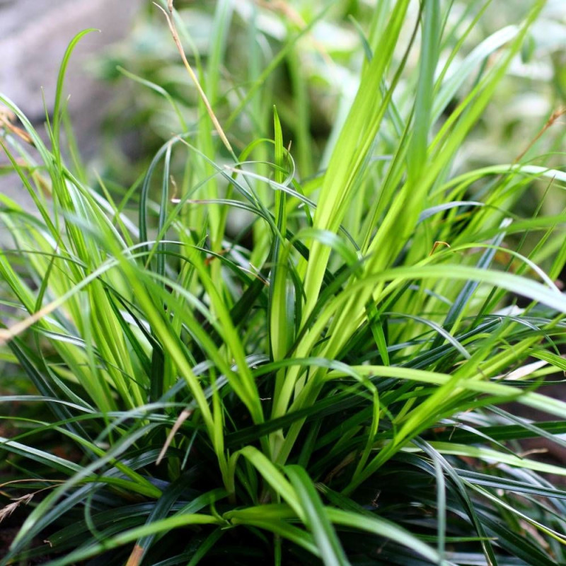 Laîche d'Oshima Evercolor® 'Everdi', Carex
