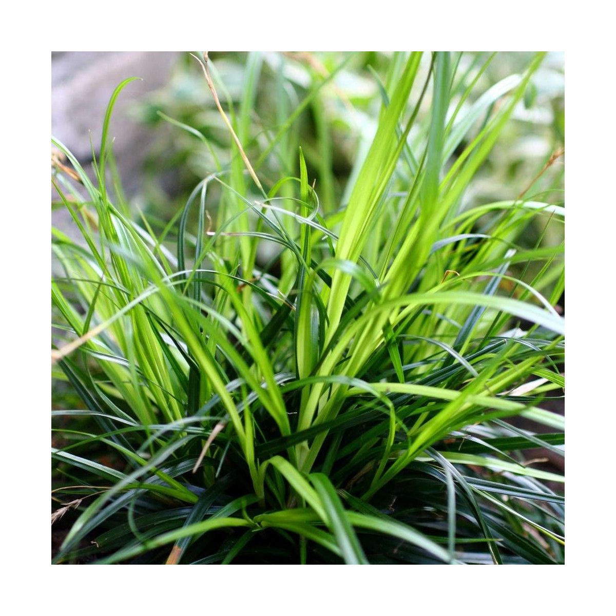 Laîche d'Oshima Evercolor® 'Everdi'