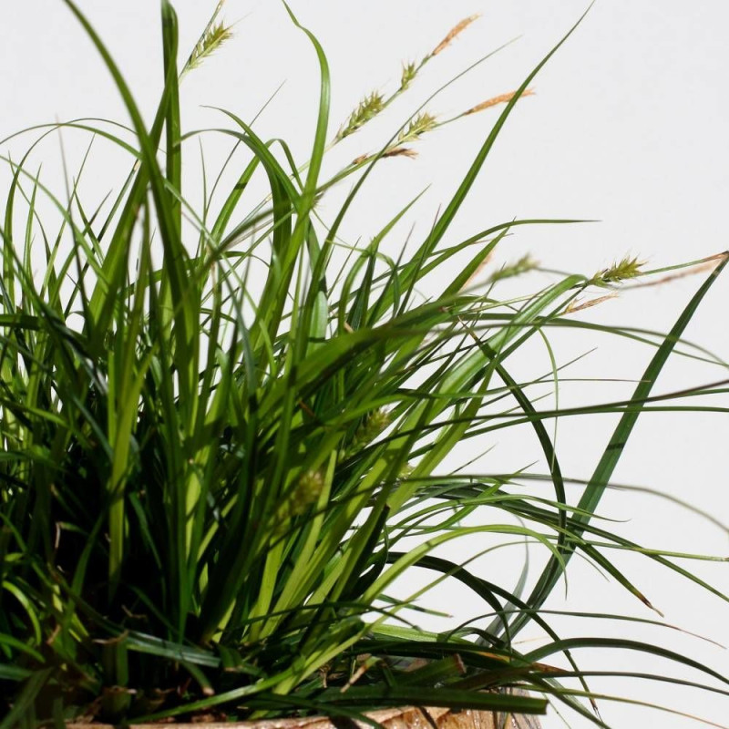 Laîche d'Oshima Evercolor® 'Everdi', Carex