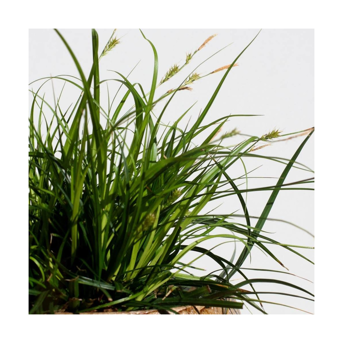 Laîche d'Oshima Evercolor® 'Everdi'