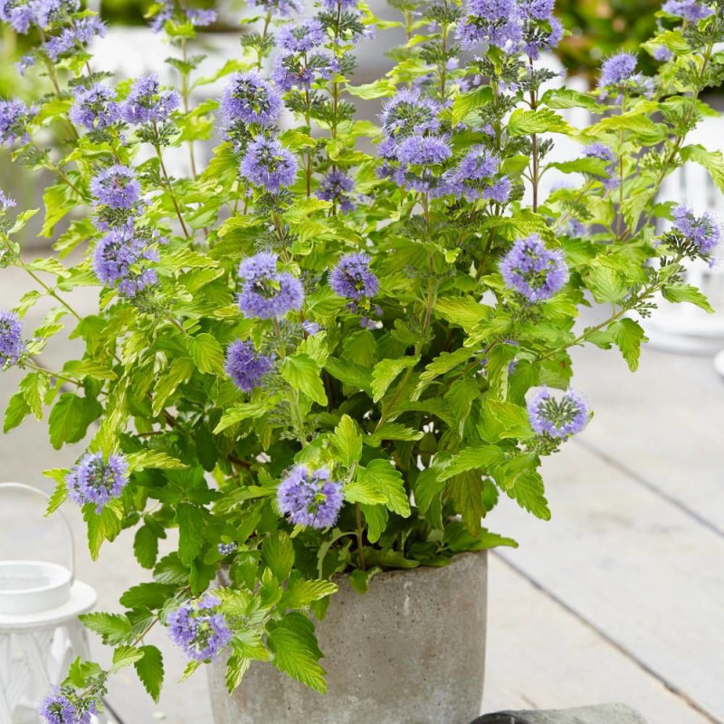 Caryopteris Hint of Gold® 'Lisaura, Spirée bleue, Barbe bleue