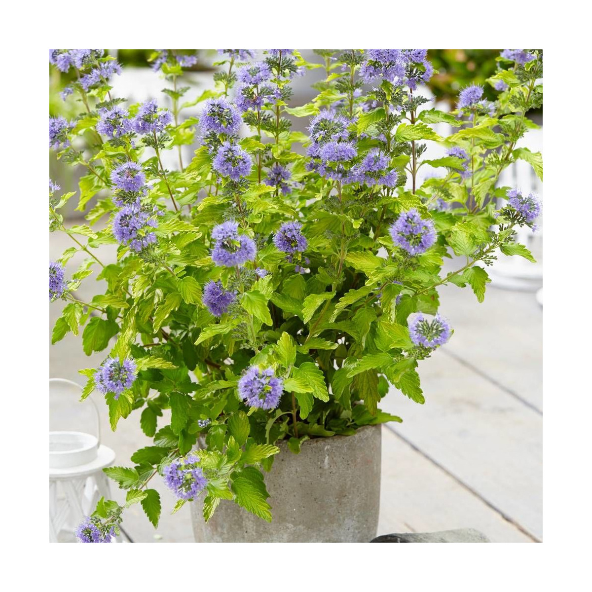 Caryopteris Hint of Gold® 'Lisaura, Spirée bleue, Barbe bleue