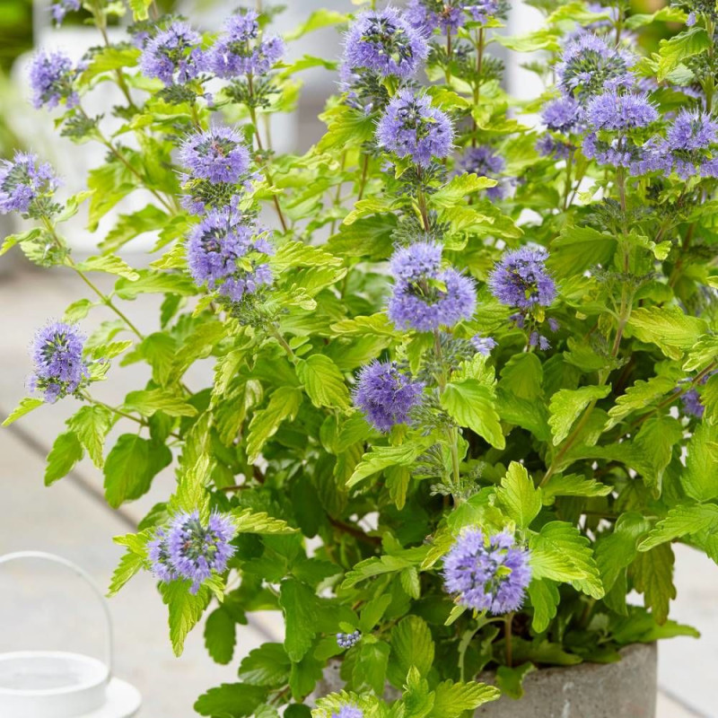 Caryopteris Hint of Gold® 'Lisaura', Spirée bleue, Barbe bleue