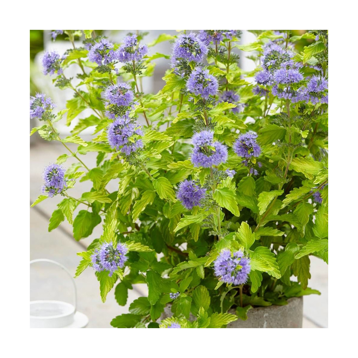 Caryopteris Hint of Gold® 'Lisaura, Spirée bleue, Barbe bleue