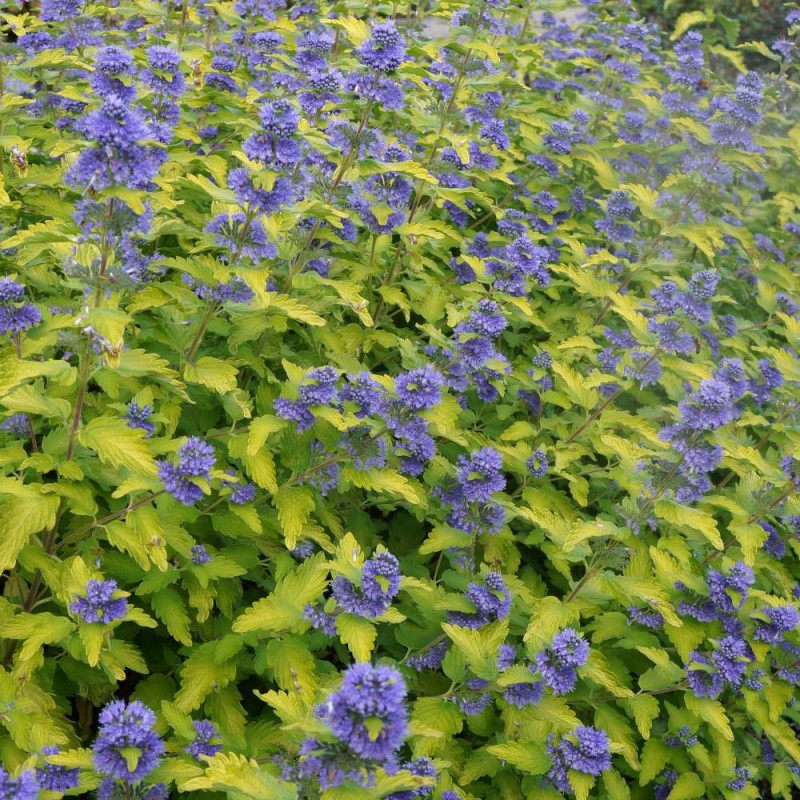 Caryopteris Hint of Gold® 'Lisaura', Spirée bleue, Barbe bleue