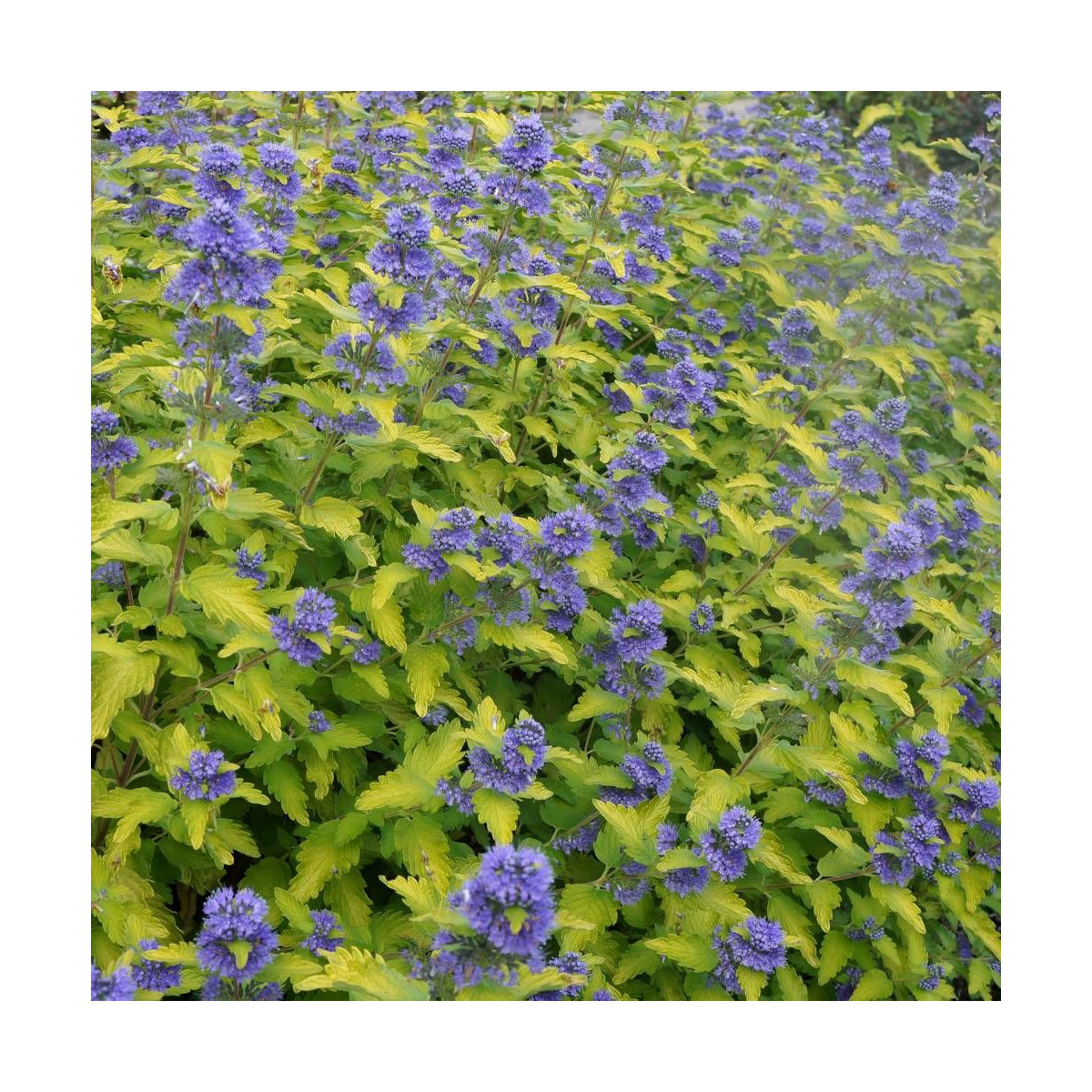 Caryopteris Hint of Gold® 'Lisaura, Spirée bleue, Barbe bleue