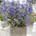 Caryopteris Sterling Silver® 'Lissilv', Spirée bleue, Barbe bleue