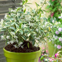 Jasmin étoilé Sun Lover® - Trachelospermum Sun Lover®