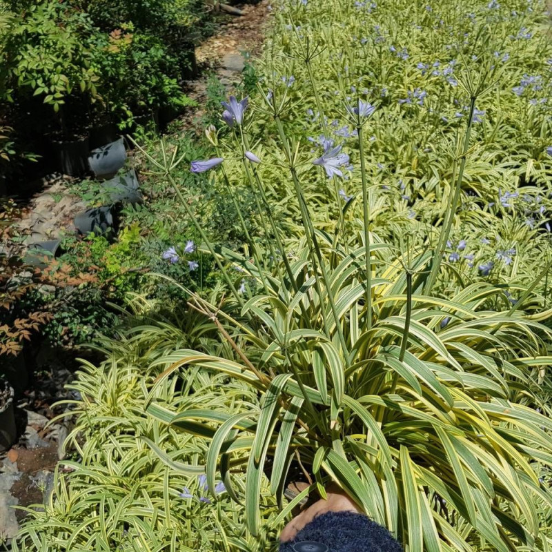 Agapanthe Golden Drop®