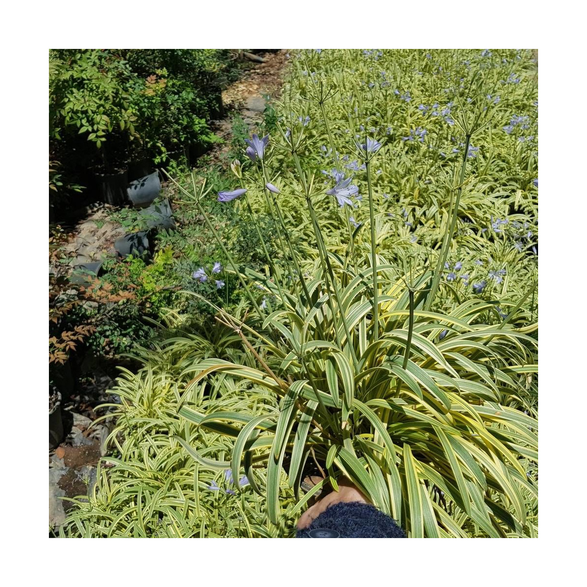 Agapanthe Golden Drop®