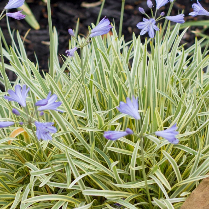 Agapanthe Golden Drop®