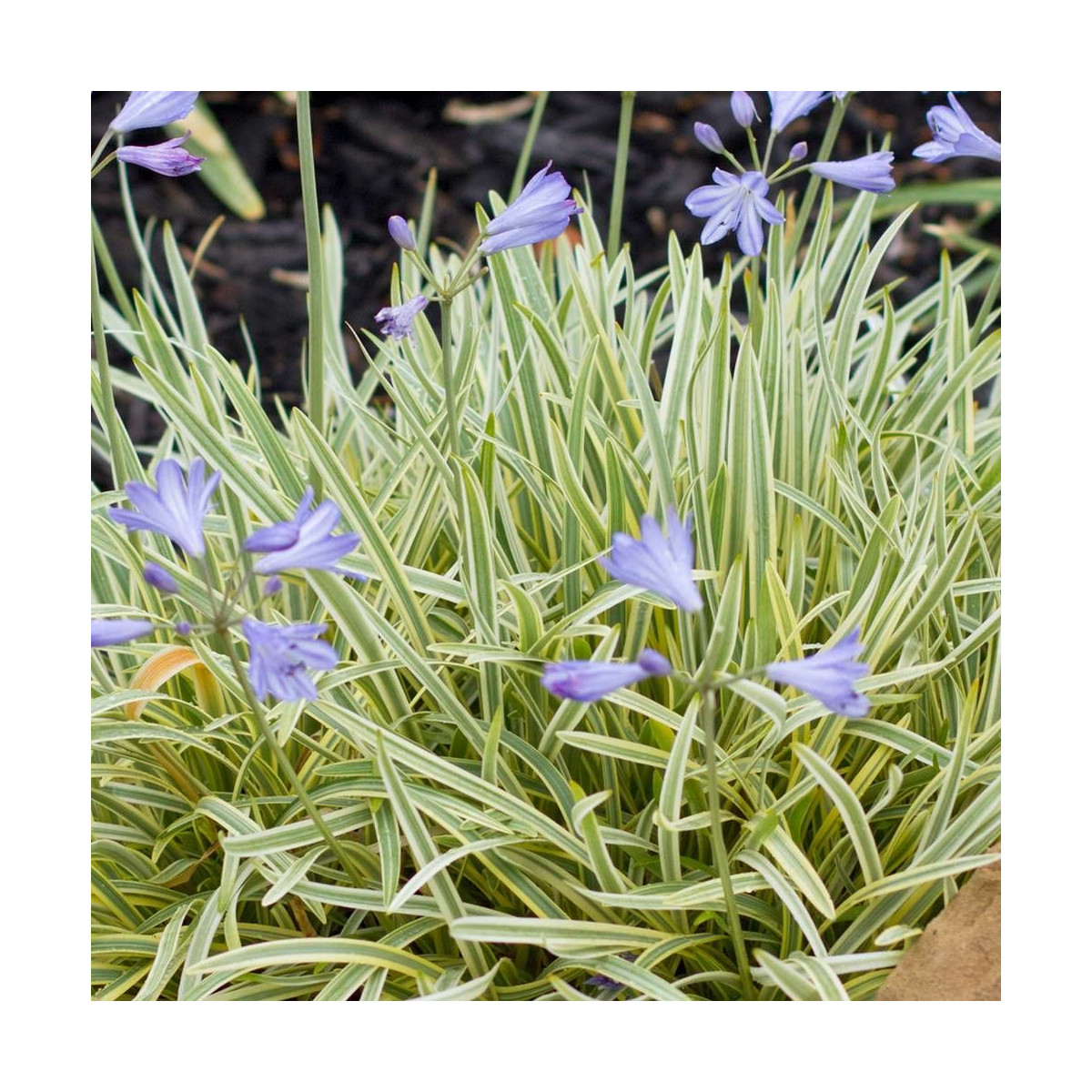 Agapanthe Golden Drop®
