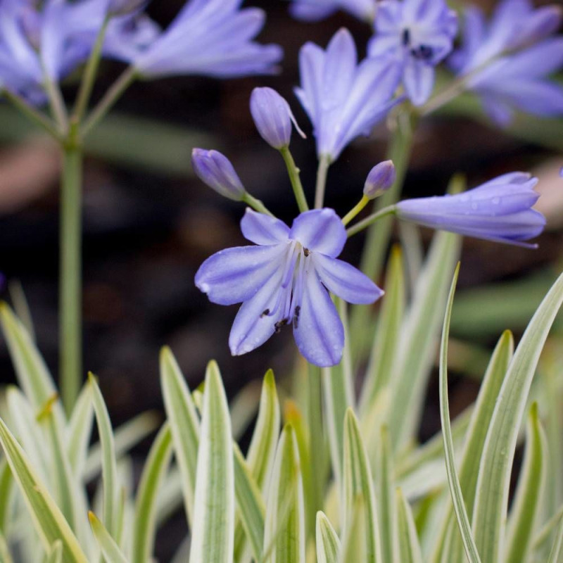 Agapanthe Golden Drop®