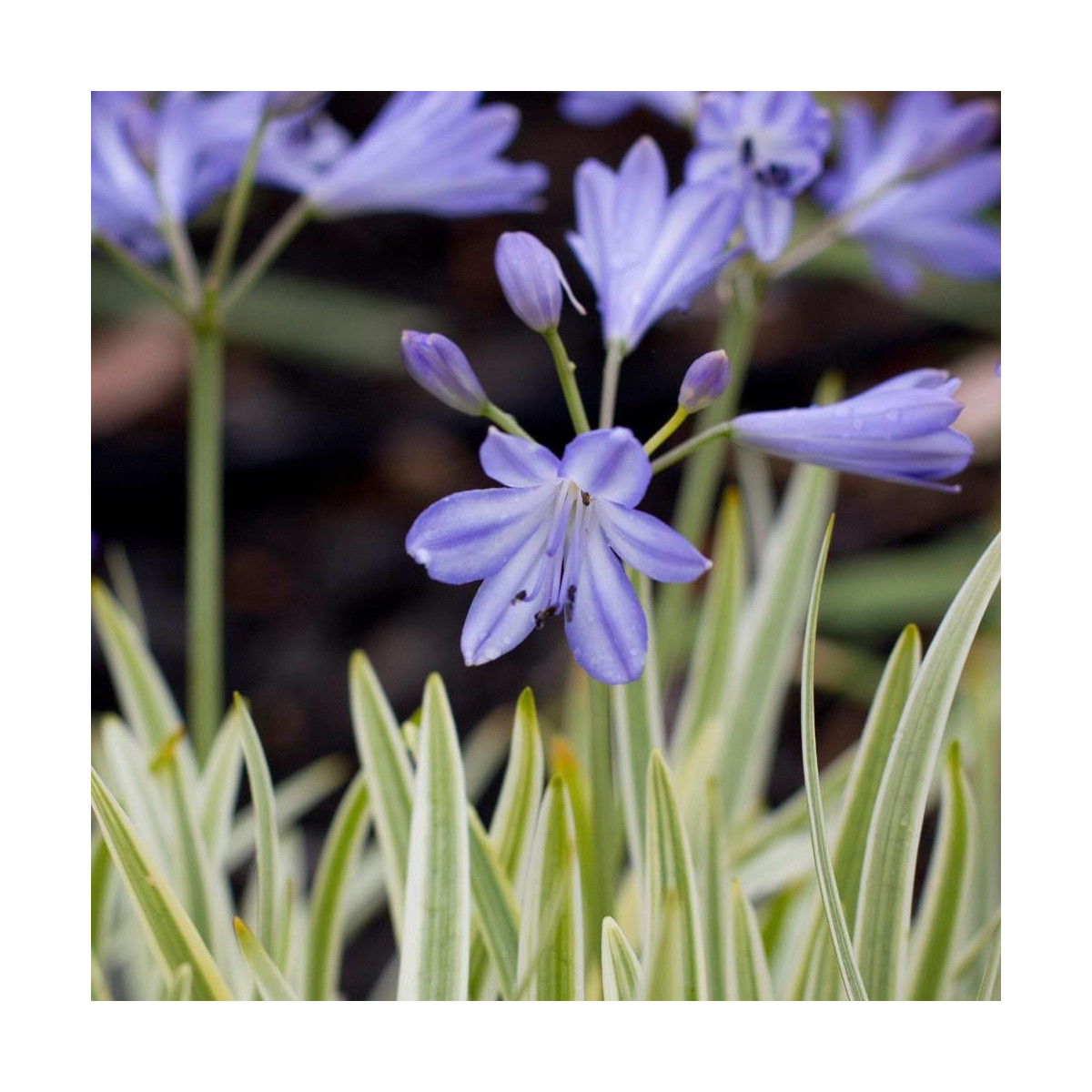 Agapanthe Golden Drop®