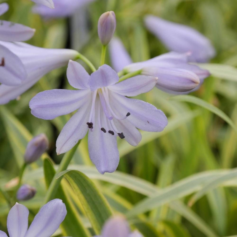 Agapanthe Golden Drop®