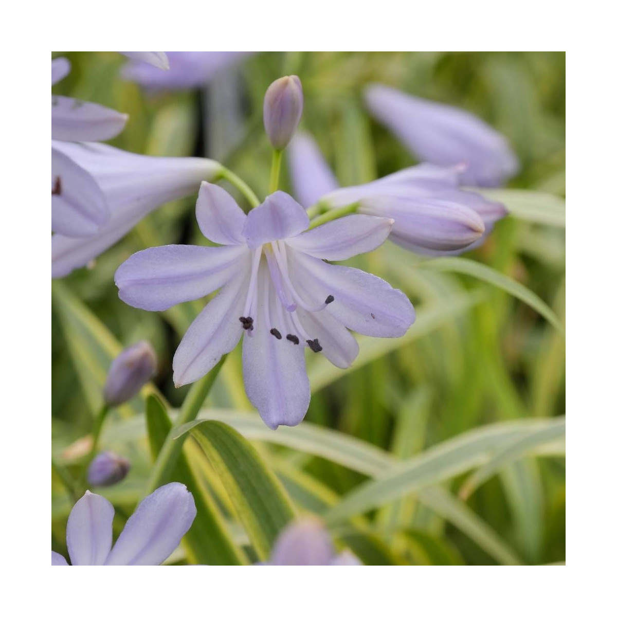 Agapanthe Golden Drop®