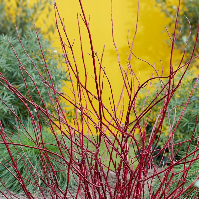 Cornouiller blanc Miracle® 'Verpaalen2', Cornus