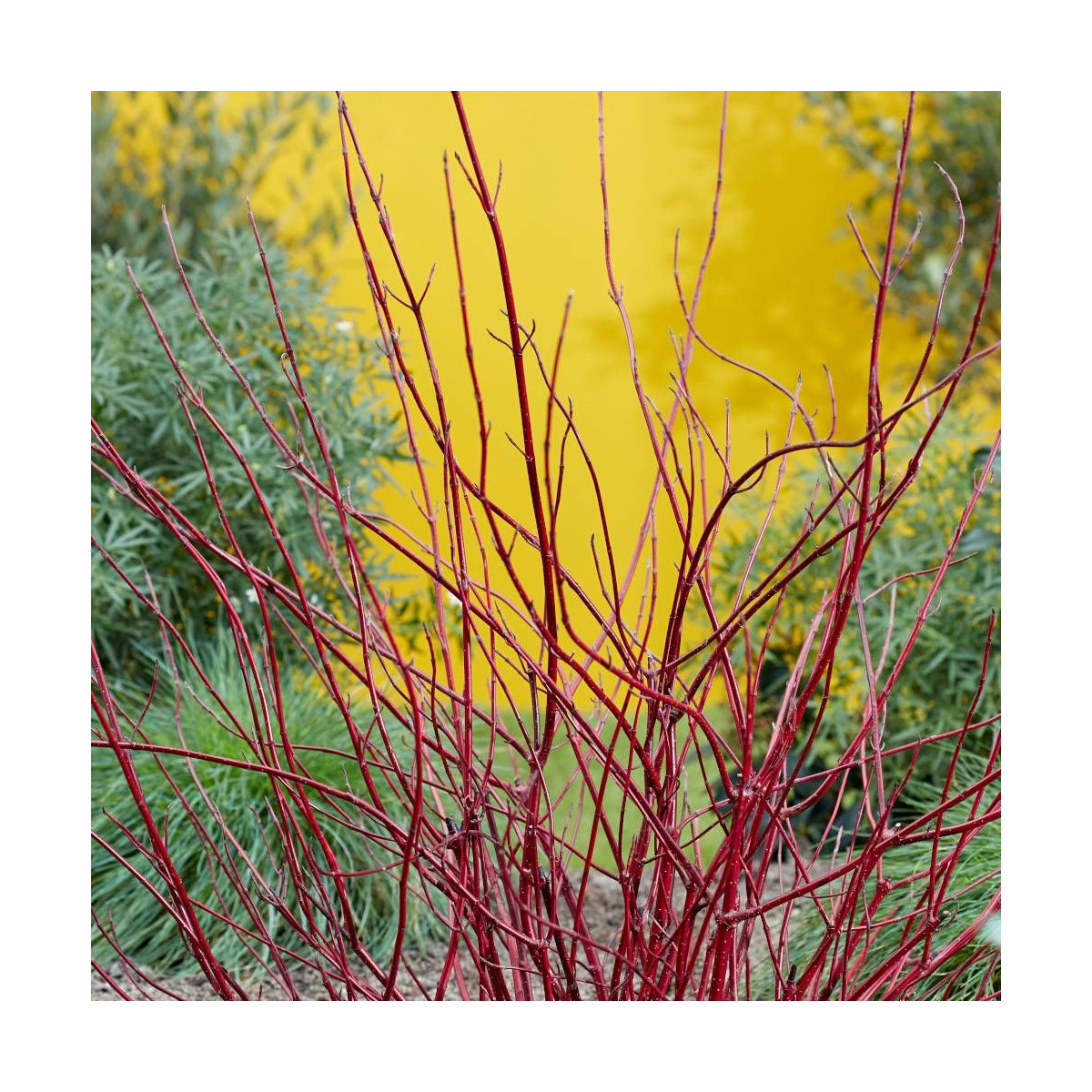 Cornouiller blanc Miracle® 'Verpaalen2', Cornus Cornouiller blanc Miracle® 'Verpaalen2', Cornus