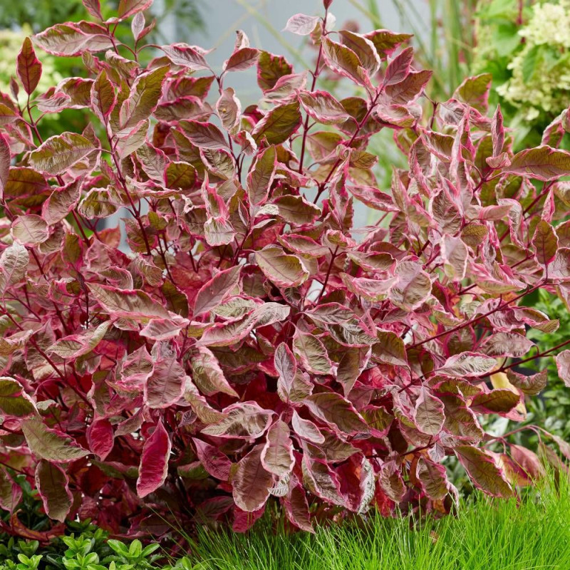 Cornouiller blanc Miracle® 'Verpaalen2', Cornus