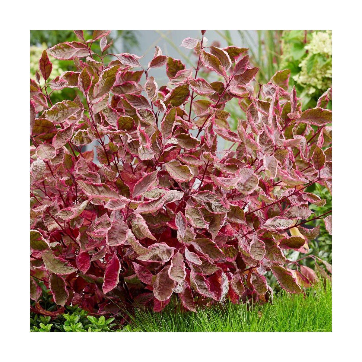 Cornouiller blanc Miracle® 'Verpaalen2', Cornus Cornouiller blanc Miracle® 'Verpaalen2', Cornus