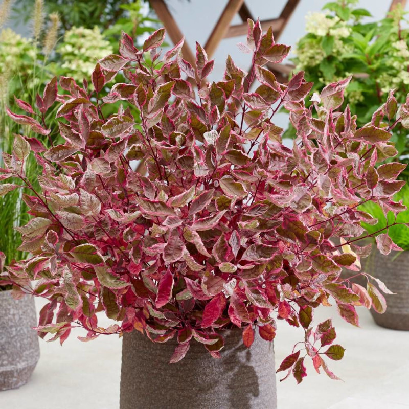 Cornouiller blanc Miracle® 'Verpaalen2', Cornus
