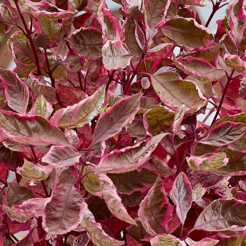 Cornouiller blanc Miracle® 'Verpaalen2', Cornus