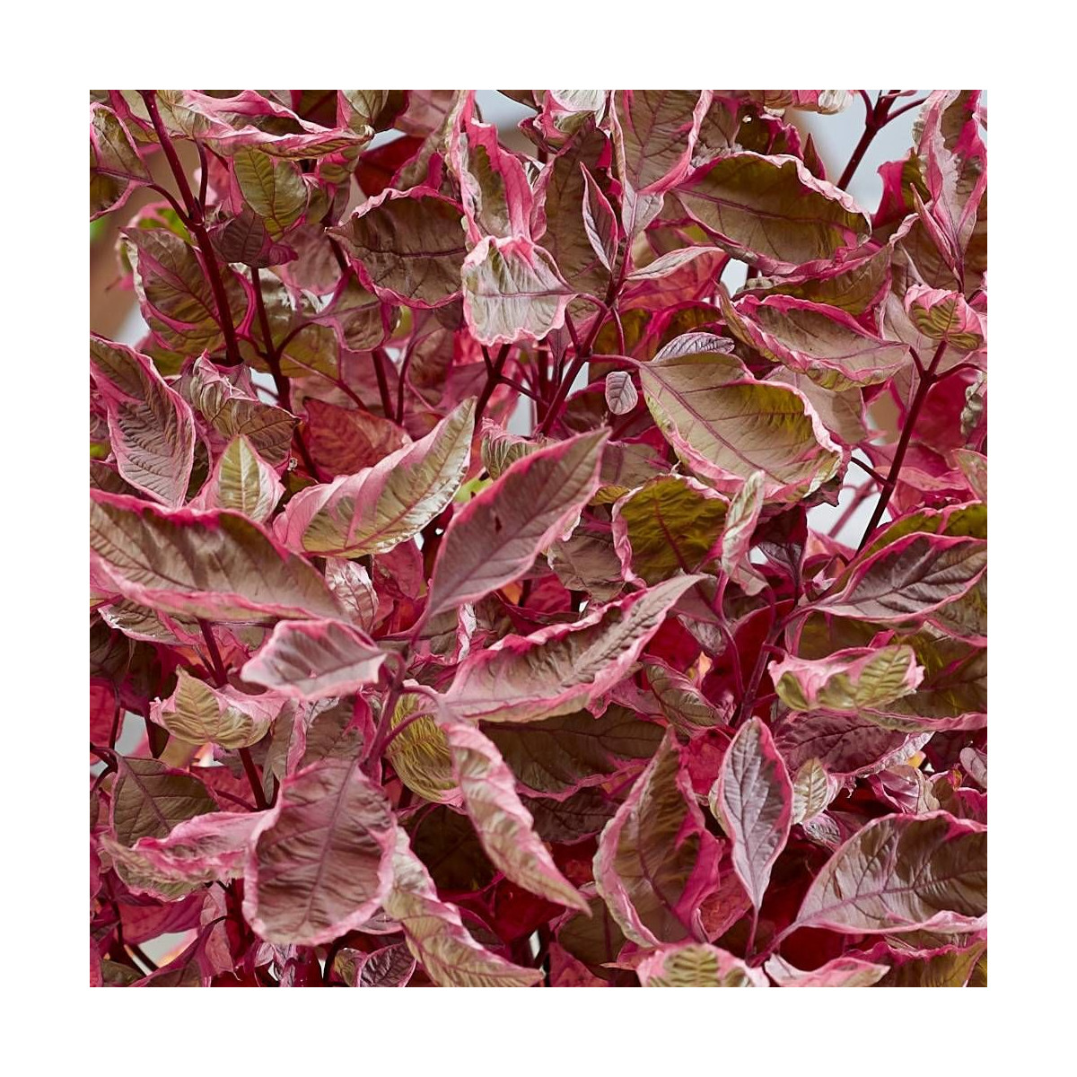 Cornouiller blanc Miracle® 'Verpaalen2', Cornus Cornouiller blanc Miracle® 'Verpaalen2', Cornus