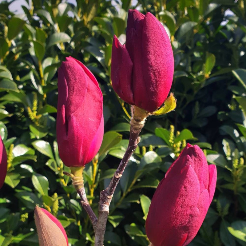 Magnolia Emperor® 'MGEMP2012'