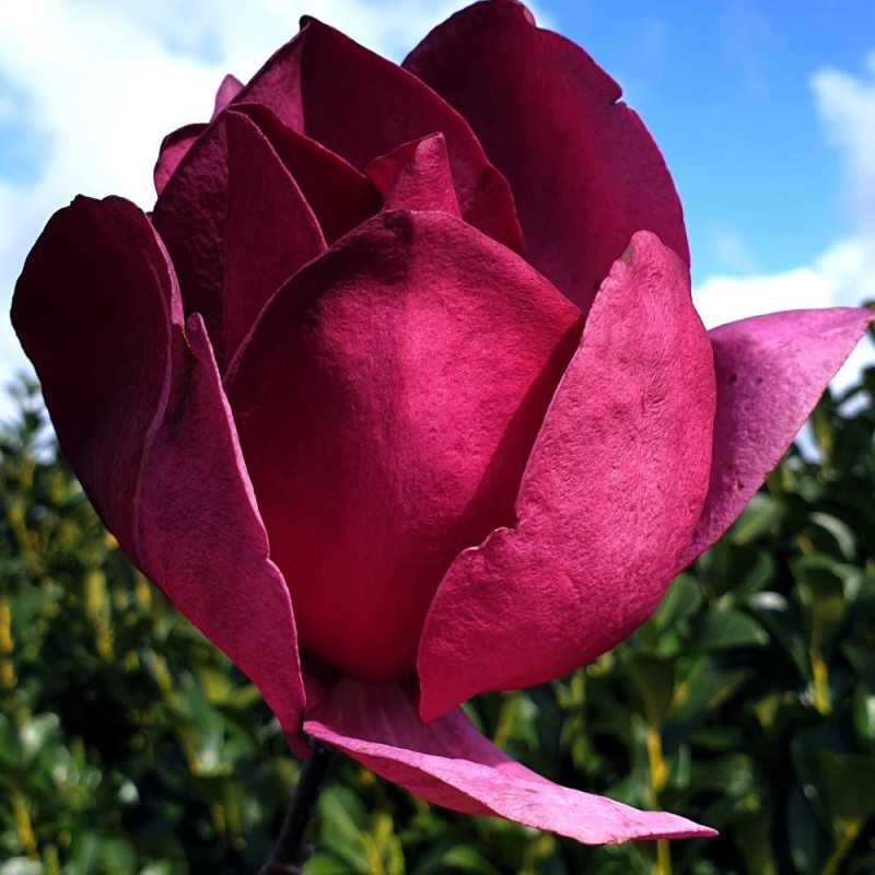 Magnolia Emperor® 'MGEMP2012'