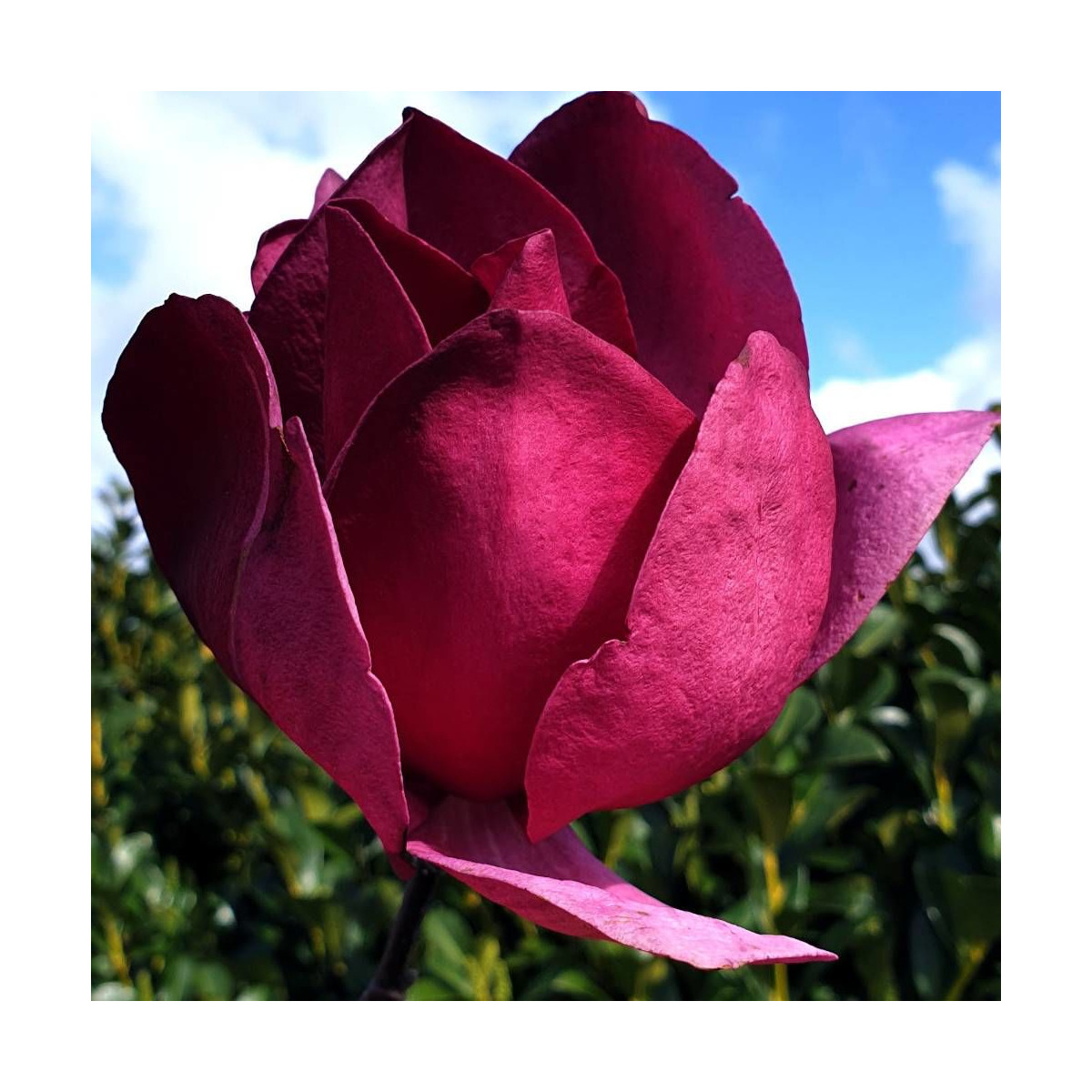 Magnolia Emperor® 'MGEMP2012'