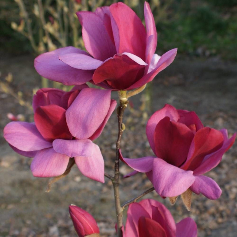 Magnolia Emperor® 'MGEMP2012'