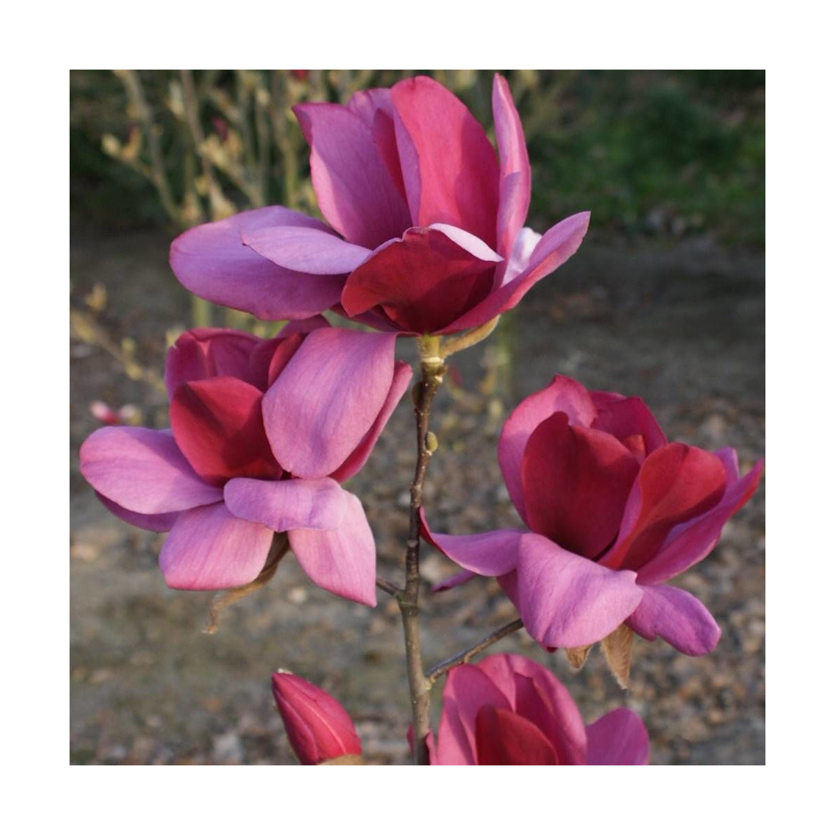 Magnolia Emperor® 'MGEMP2012'