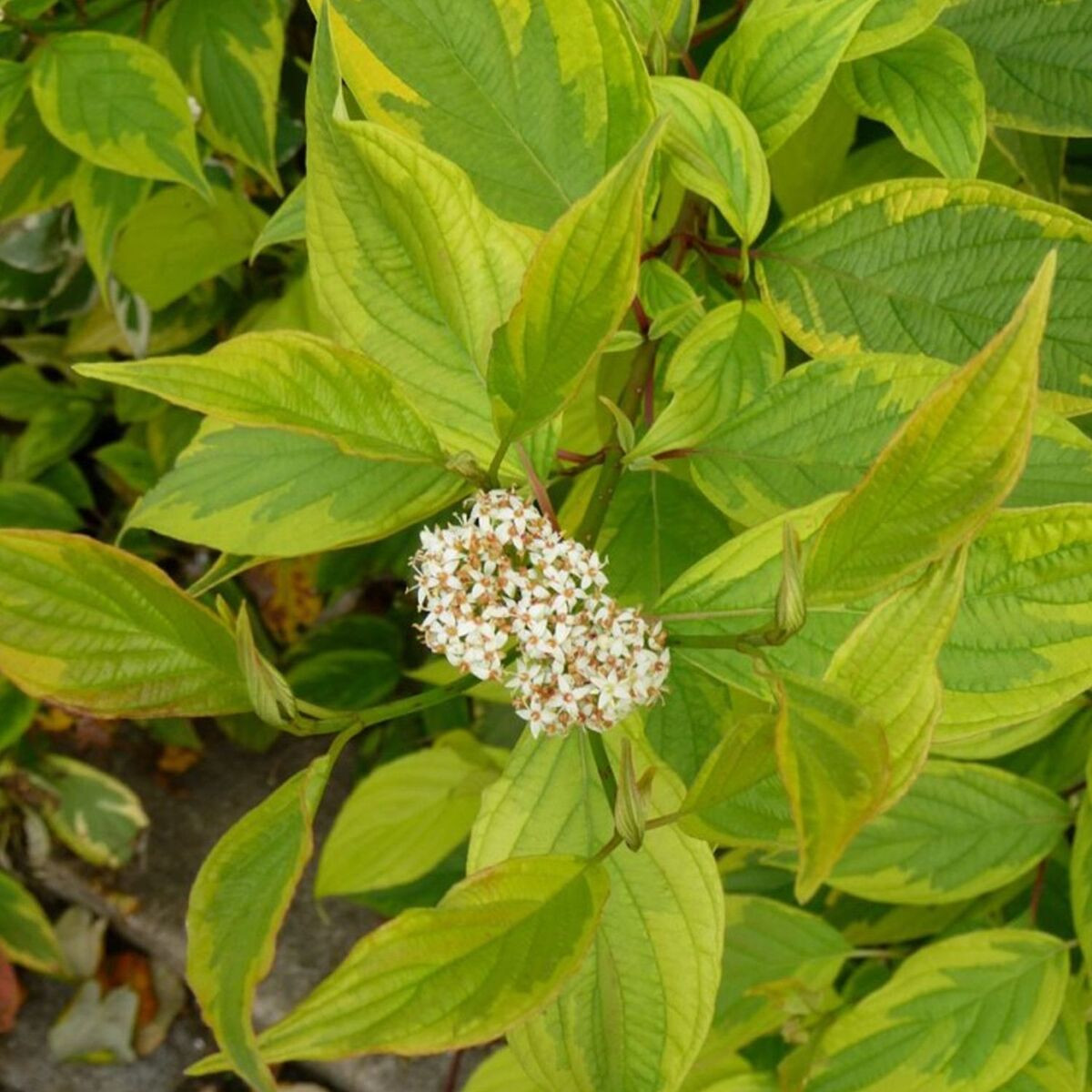 Cornouiller blanc Gauchaultii, Cornus