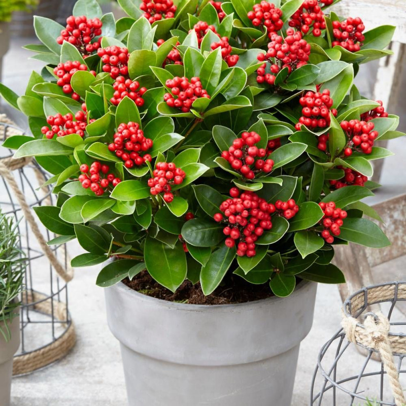 Skimmia du Japon Gold series® Obsession® 'Obsbolwi'