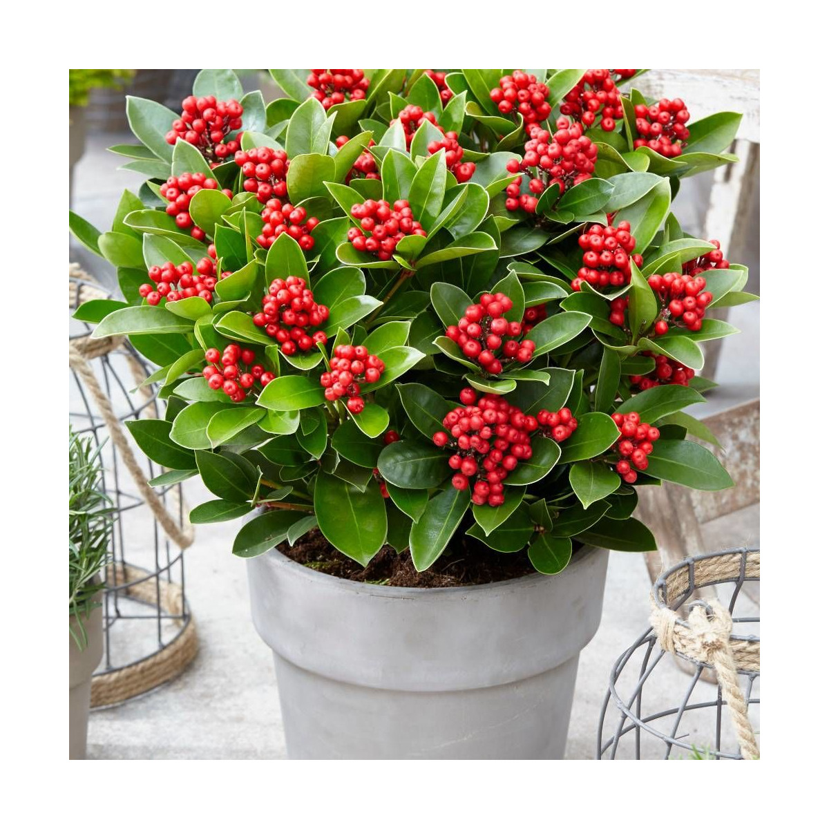 Skimmia du Japon Gold series® Obsession® 'Obsbolwi'