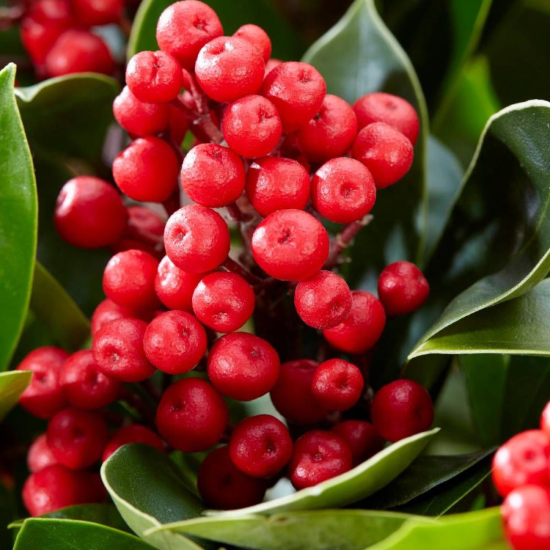 Skimmia du Japon Gold series® Obsession® 'Obsbolwi'
