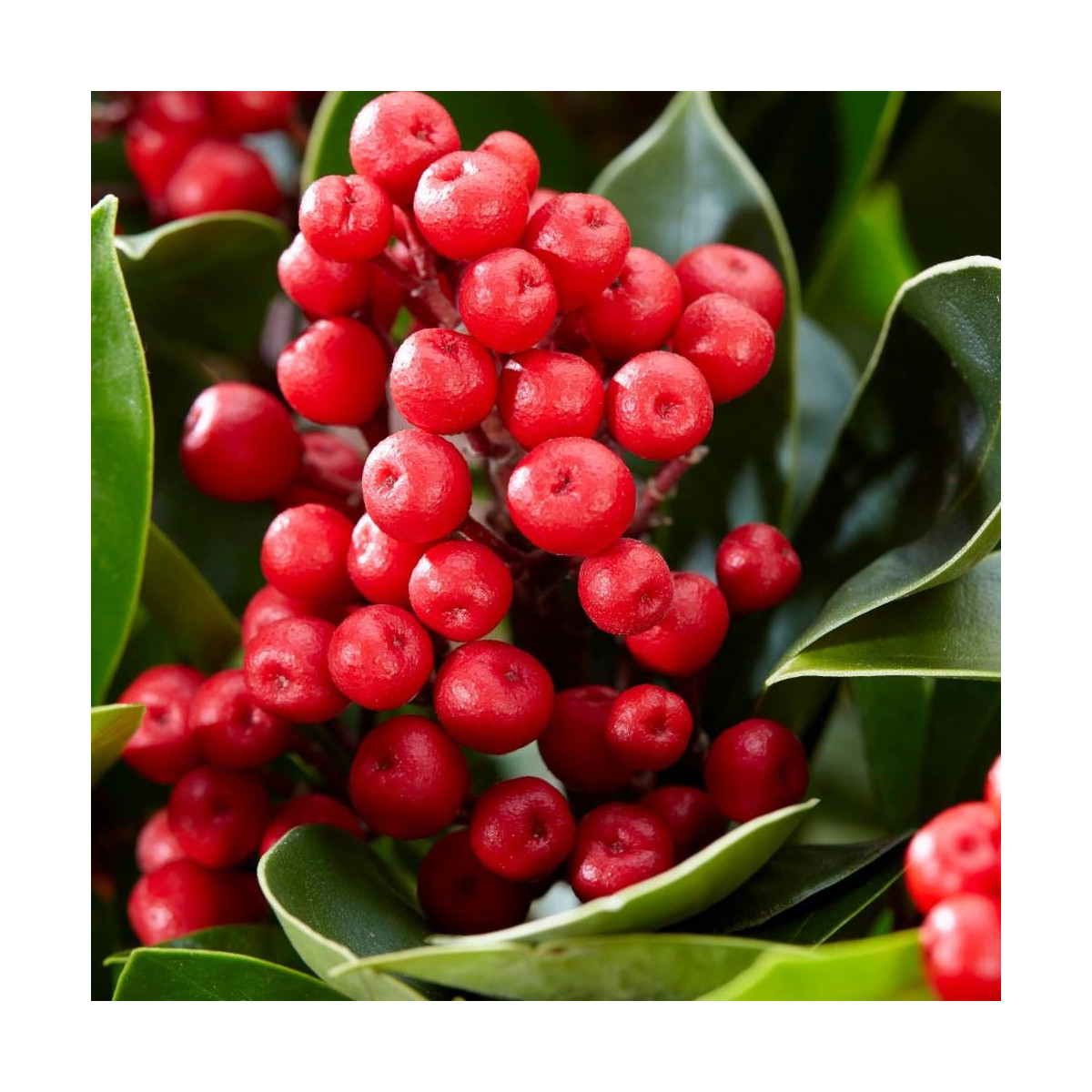 Skimmia du Japon Gold series® Obsession® 'Obsbolwi'