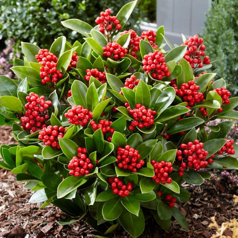 Skimmia du Japon Gold series® Obsession® 'Obsbolwi'