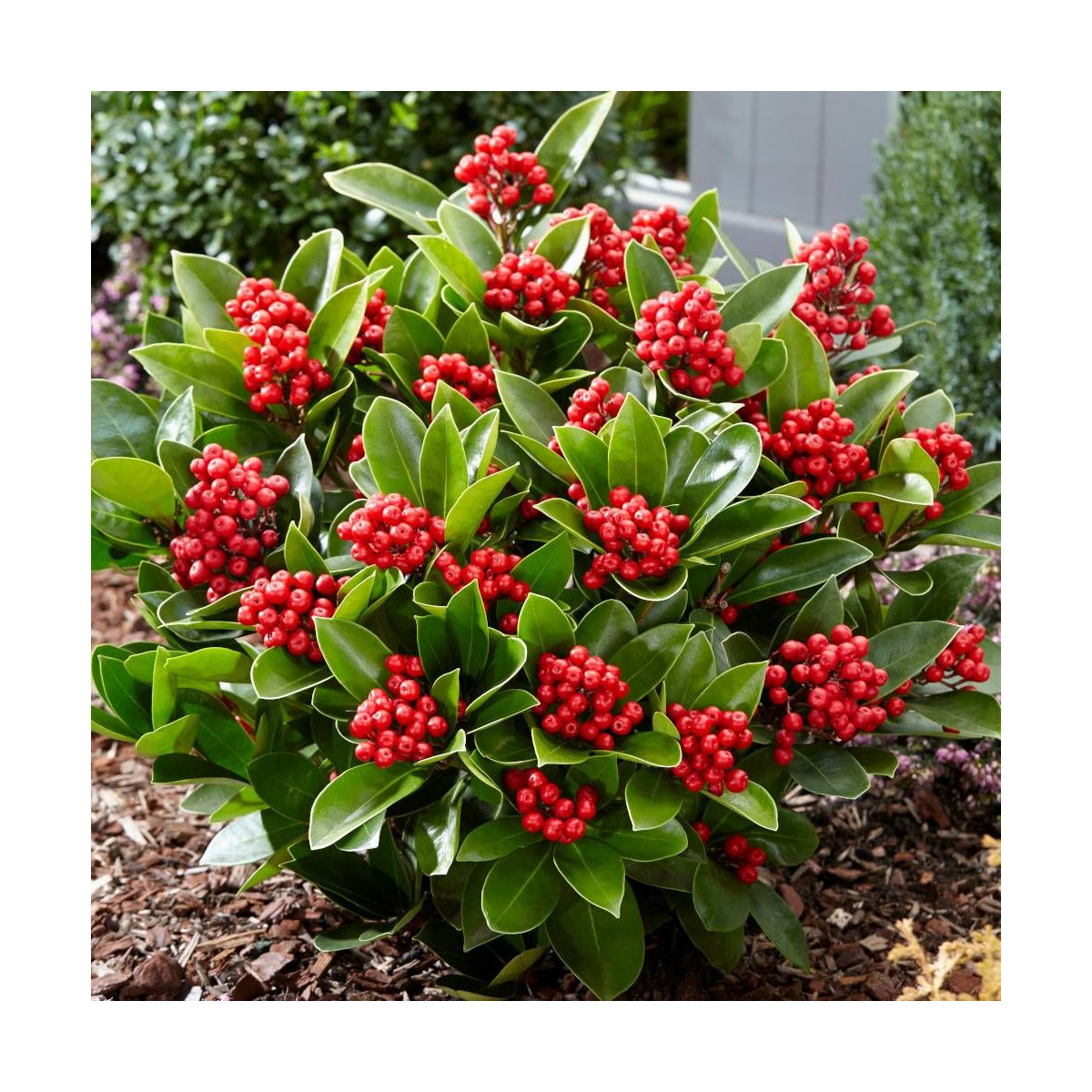 Skimmia du Japon Gold series® Obsession® 'Obsbolwi'