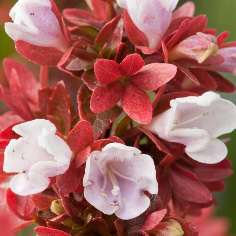 Abelia Mystic Daydream® 'Opstal40', Abélia à grandes fleurs