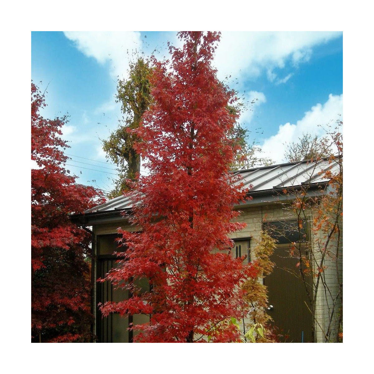 Érable Silhouette®, Acer Érable Silhouette®, Acer