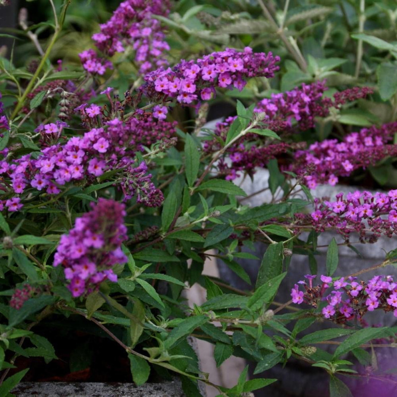 Arbre aux papillons Free Petite© Dark Pink 'Podaras 10', Buddleia