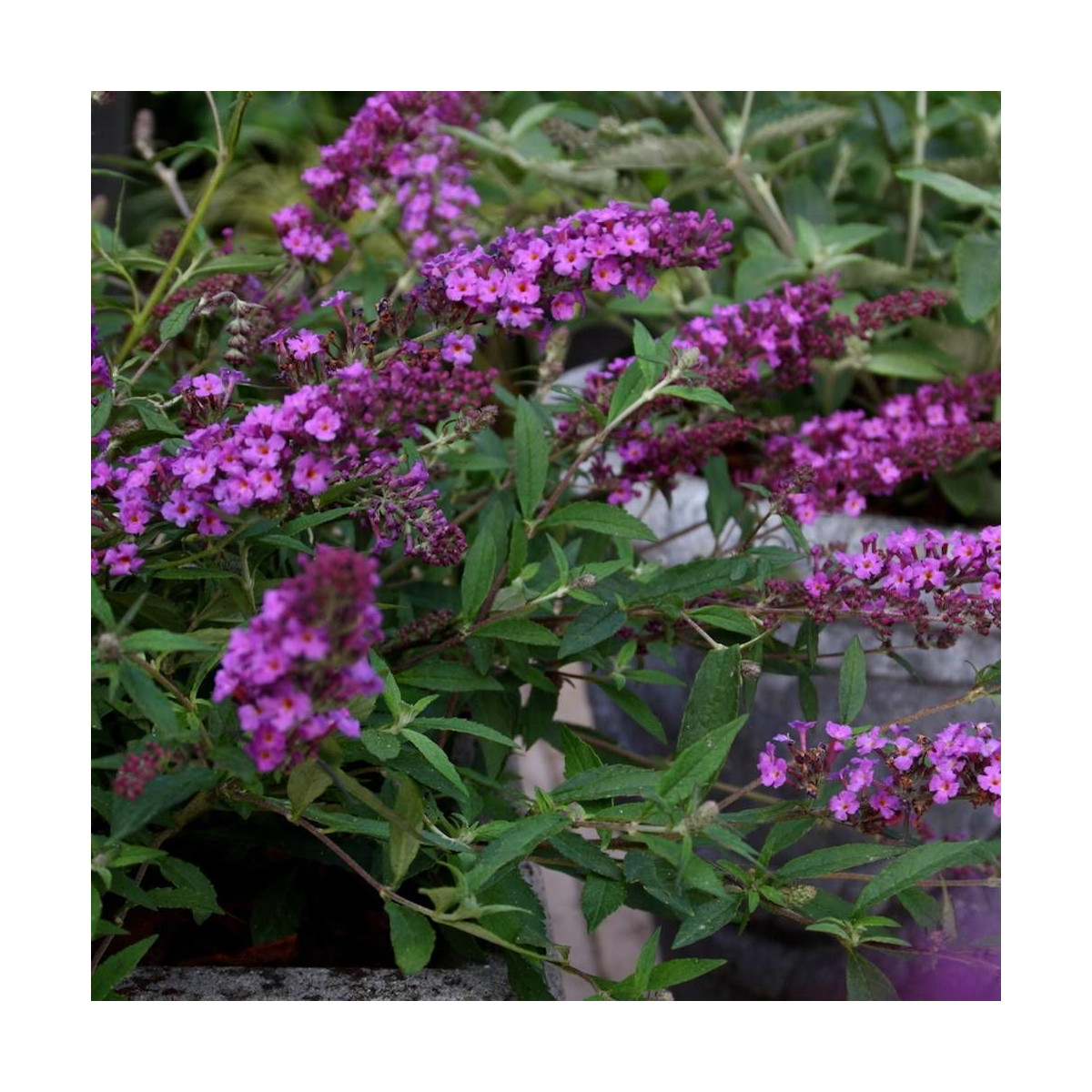 Arbre aux papillons Free Petite© Dark Pink 'Podaras 10', Buddleia Arbre aux papillons Free Petite© Dark Pink 'Podaras 10', Buddleia