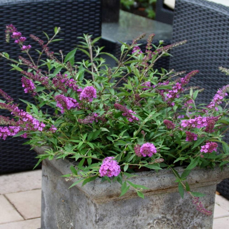 Arbre aux papillons Free Petite© Dark Pink 'Podaras 10', Buddleia