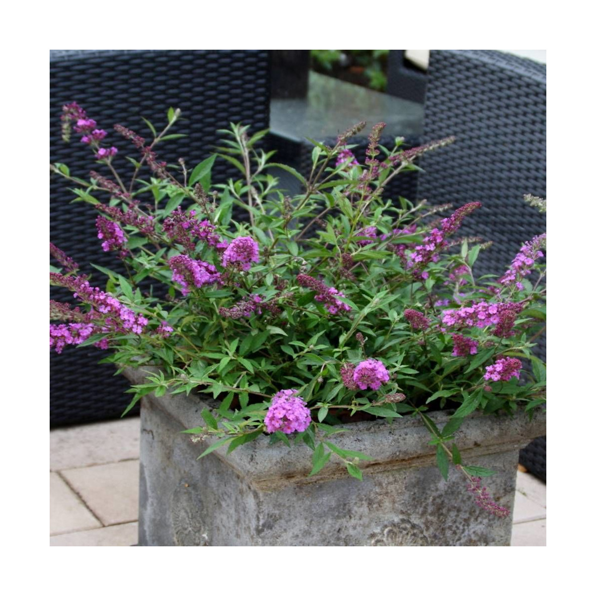 Arbre aux papillons Free Petite© Dark Pink 'Podaras 10', Buddleia Arbre aux papillons Free Petite© Dark Pink 'Podaras 10', Buddleia