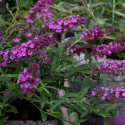 Arbre aux papillons Free Petite© Dark Pink 'Podaras 10'